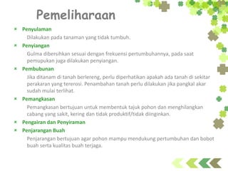 Pemeliharaan
 Penyulaman
Dilakukan pada tanaman yang tidak tumbuh.
 Penyiangan
Gulma dibersihkan sesuai dengan frekuensi pertumbuhannya, pada saat
pemupukan juga dilakukan penyiangan.
 Pembubunan
Jika ditanam di tanah berlereng, perlu diperhatikan apakah ada tanah di sekitar
perakaran yang tererosi. Penambahan tanah perlu dilakukan jika pangkal akar
sudah mulai terlihat.
 Pemangkasan
Pemangkasan bertujuan untuk membentuk tajuk pohon dan menghilangkan
cabang yang sakit, kering dan tidak produktif/tidak diinginkan.
 Pengairan dan Penyiraman
 Penjarangan Buah
Penjarangan bertujuan agar pohon mampu mendukung pertumbuhan dan bobot
buah serta kualitas buah terjaga.
 