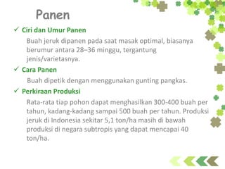 Panen
 Ciri dan Umur Panen
Buah jeruk dipanen pada saat masak optimal, biasanya
berumur antara 28–36 minggu, tergantung
jenis/varietasnya.
 Cara Panen
Buah dipetik dengan menggunakan gunting pangkas.
 Perkiraan Produksi
Rata-rata tiap pohon dapat menghasilkan 300-400 buah per
tahun, kadang-kadang sampai 500 buah per tahun. Produksi
jeruk di Indonesia sekitar 5,1 ton/ha masih di bawah
produksi di negara subtropis yang dapat mencapai 40
ton/ha.
 