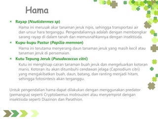 Hama
 Rayap (Nsutistermes sp)
Hama ini merusak akar tanaman jeruk nipis, sehingga transportasi air
dan unsur hara terganggu. Pengendaliannya adalah dengan membongkar
sarang rayap di dalam tanah dan memusnahkannya dengan insektisida.
 Kupu-kupu Pastur (Papilio memnon)
Hama ini terutama menyerang daun tanaman jeruk yang masih kecil atau
tanaman jeruk di persemaian.
 Kutu Tepung Jeruk (Pseudococcus citri)
Kutu ini menghisap cairan tanaman buah jeruk dan mengeluarkan kotoran
manis. Kotoran itu akan ditumbuhi cendawan jelaga (Capnodium citri)
yang mengakibatkan buah, daun, batang, dan ranting menjadi hitam,
sehingga fotosintesis akan terganggu.
Untuk pengendalian hama dapat dilakukan dengan menggunakan predator
(pemangsa) seperti Cryptolaemus motrouzieri atau menyemprot dengan
insektisida seperti Diazinon dan Parathion.
 