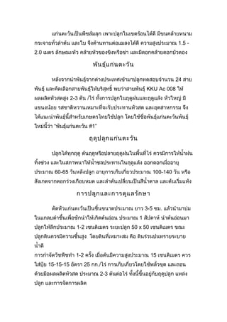 แก่นตะวันเป็นพืชล้มลุก เพาะปลูกในเขตร้อนได้ดี มีขนคล้ายหนาม
กระจายทั่วลำาต้น และใบ จึงต้านทานต่อแมลงได้ดี ความสูงประมาณ 1.5 2.0 เมตร ลักษณะหัว คล้ายหัวของขิงหรือข่า และมีดอกคล้ายดอกบัวตอง

พัน ธุ์แ ก่น ตะวัน
หลังจากนำาพันธุ์จากต่างประเทศเข้ามาปลูกทดสอบจำานวน 24 สาย
พันธุ์ และคัดเลือกสายพันธุ์ให้บริสุทธิ์ พบว่าสายพันธุ์ KKU Ac 008 ให้
ผลผลิตหัวสดสูง 2-3 ตัน /ไร่ ทั้งการปลูกในฤดูฝนและฤดูแล้ง หัวใหญ่ มี
แขนงน้อย รสชาติหวานเหมาะที่จะรับประทานหัวสด และอุตสาหกรรม จึง
ได้แนะนำาพันธุ์นี้สำาหรับเกษตรไทยใช้ปลูก โดยใช้ชื่อพันธุ์แก่นตะวันพันธุ์
ใหม่นี้ว่า “พันธุ์แก่นตะวัน #1”

ฤดูป ลูก แก่น ตะวัน
ปลูกได้ทุกฤดู ต้นฤดูหรือปลายฤดูฝนในพื้นที่ไร่ ควรมีการให้นำ้าฝน
ทิ้งช่วง และในสภาพนาให้นำ้าชลประทานในฤดูแล้ง ออกดอกเมื่ออายุ
ประมาณ 60-65 วันหลังปลูก อายุการเก็บเกี่ยวประมาณ 100-140 วัน หรือ
สังเกตจากดอกร่วงเกือบหมด และลำาต้นเปลี่ยนเป็นสีนำ้าตาล และต้นเริ่มแห้ง

การปลูก และการดูแ ลรัก ษา
ตัดหัวแก่นตะวันเป็นชิ้นขนาดประมาณ ยาว 3-5 ซม. แล้วนำามาบ่ม
ในแกลบดำาชื้นเพื่อชักนำาให้เกิดต้นอ่อน ประมาณ 1 สัปดาห์ นำาต้นอ่อนมา
ปลูกให้ลึกประมาณ 1-2 เซนติเมตร ระยะปลูก 50 x 50 เซนติเมตร ขณะ
ปลูกดินควรมีความชื้นสูง โดยดินที่เหมาะสม คือ ดินร่วนปนทรายระบาย
นำ้าดี
การกำาจัดวัชพืชทำา 1-2 ครั้ง เมื่อต้นมีความสูงประมาณ 15 เซนติเมตร ควร
ใส่ปุ๋ย 15-15-15 อัตรา 25 กก./ไร่ การเก็บเกี่ยวโดยใช้พลั่วขุด และถอน
ด้วยมือผลผลิตหัวสด ประมาณ 2-3 ตันต่อไร่ ทั้งนี้ขึ้นอยู่กับฤดูปลูก แหล่ง
ปลูก และการจัดการผลิต

 