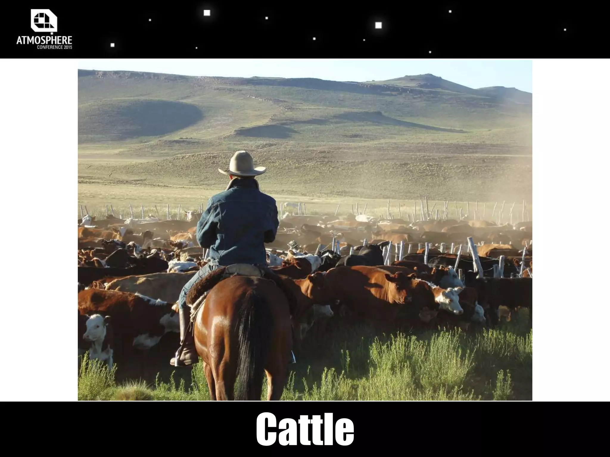 Cattle
 