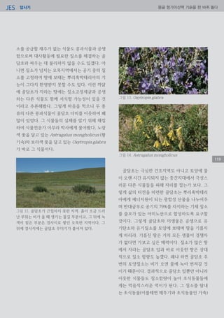 답사기JES 몽골 항가이산맥 기슭을 한 바퀴 돌다
119
소를 공급할 재주가 없는 식물도 콩과식물과 공생
함으로써 대사활동에 필요한 질소를 해결하는 골
담초와 싸우는 데 불리하지 않을 수도 있겠다. 아
니면 질소가 넘치는 오목지역에서는 공기 중의 질
소를 고정하여 땅에 보태는 뿌리혹박테리아의 기
능이 그다지 환영받지 못할 수도 있다. 이런 까닭
에 골담초가 자라는 땅에는 질소고정세균과 공생
하는 다른 식물도 함께 서식할 가능성이 있을 것
이라고 추론해봤다. 그렇게 마음을 먹으니 두 종
류의 다른 콩과식물이 골담초 더미를 이웃하여 꽤
많이 있었다. 그 식물들의 실체를 알기 위해 채집
하여 식물전문가 아무라 박사에게 물어봤다. 노랑
색 꽃을 달고 있는 Astragalus mongholicus (황
기속)와 보라색 꽃을 달고 있는 Oxytropis glabra
가 바로 그 식물이다.
골담초는 극심한 건조지역도 아니고 토양에 물
이 오랜 시간 유지되지 않는 중간지대에서 극성스
러운 다른 식물들을 피해 자리를 잡는가 보다. 그
렇게 삶의 터전을 마련한 골담초는 뿌리혹박테리
아에게 에너지원이 되는 광합성 산물을 나누어주
며 반대급부로 공기의 79%를 차지하는 기체 질소
를 쓸모가 있는 아미노산으로 합성하도록 요구할
것이다. 그렇게 골담초와 미생물은 공생으로 유
기탄소와 유기질소를 토양에 보태며 땅을 기름지
게 하리라. 기름진 땅은 거의 모든 생물이 경쟁자
가 없다면 가보고 싶은 매력이다. 질소가 많은 땅
에서 자라는 골담초 잎과 바로 이웃한 땅은 상대
적으로 질소 함량도 높겠다. 왜냐 하면 골담초 주
변의 토양질소는 비가 오면 물에 녹아 번져갈 것
이기 때문이다. 결과적으로 골담초 잎뿐만 아니라
이웃한 식물들도 질소함량이 높아 초식동물들에
게는 먹음직스러운 먹이가 된다. 그 질소를 탐내
는 초식동물(이를테면 메뚜기와 초식동물인 가축)
그림 12. 골담초가 근접하지 못한 지역. 흙이 조금 드러
난 부위는 비가 올 때 생기는 물길 부분이고, 그 뒤에 녹
색이 짙은 부분은 경사지로 쌓인 오목한 지역이다. 그
뒤에 경사지에는 골담초 무더기가 흩어져 있다.
그림 14. Astragalus mongholicus
그림 13. Oxytropis glabra
 