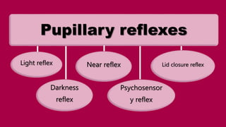 Pupillary reflexes
Light reflex
Darkness
reflex
Psychosensor
y reflex
Near reflex Lid closure reflex
 