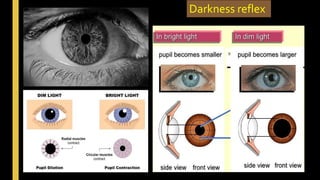 Darkness reflex
 