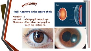 Pupil: Aperture in the centre of Iris
Number :
Normal : One pupil In each eye
Abnormal : More than one pupil in
each eye (polycoria)
 