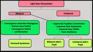 Unilateral
Parinaud Syndrome
Bilateral Adie’s
Pupil
Unilateral Adie’s
Pupil
• Convergence retraction Nystagmus
• Vertical Gaze Deficit
• Convergence Deficit
• Lid Retraction
• Segmental Pupillary Constriction
• Impaired Dark Adaptation
• Impaired Near Reflex
• Tonic Redilation
Bilateral
Light Near Dissociation
 