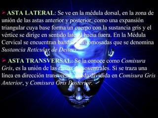 ASTA LATERAL : Se ve en la médula dorsal, en la zona de unión de las astas anterior y posterior, como una expansión triangular cuya base forma un cuerpo con la sustancia gris y el vértice se dirige en sentido lateral hacia fuera. En la Médula Cervical se encuentran bandas anastomosadas que se denomina  Sustancia Reticular de Deiters. ASTA TRANSVERSAL : Se la conoce como  Comisura Gris , es la unión de las ramas dorsoventrales. Si se traza una línea en dirección transversal, queda dividida en  Comisura Gris Anterior , y  Comisura Gris Posterior. 