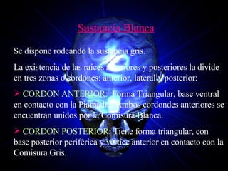 Sustancia Blanca Se dispone rodeando la sustancia gris.  La existencia de las raíces anteriores y posteriores la divide en tres zonas o cordones: anterior, lateral y posterior: CORDON ANTERIOR:   Forma Triangular, base ventral en contacto con la Piamadre. Ambos cordondes anteriores se encuentran unidos por la Comisura Blanca. CORDON POSTERIOR : Tiene forma triangular, con base posterior periférica y vértice anterior en contacto con la Comisura Gris. 
