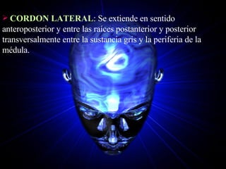 CORDON LATERAL : Se extiende en sentido anteroposterior y entre las raíces postanterior y posterior transversalmente entre la sustancia gris y la periferia de la médula. 