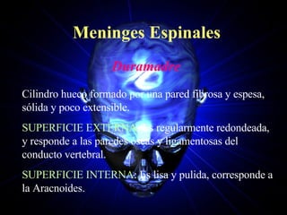Meninges Espinales Duramadre Cilindro hueco formado por una pared fibrosa y espesa, sólida y poco extensible. SUPERFICIE EXTERNA : Es regularmente redondeada, y responde a las paredes óseas y ligamentosas del conducto vertebral. SUPERFICIE INTERNA : Es lisa y pulida, corresponde a la Aracnoides. 