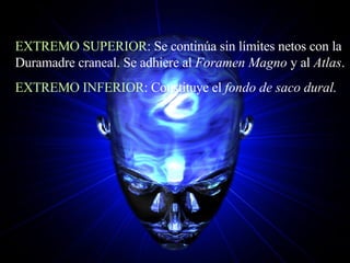 EXTREMO SUPERIOR : Se continúa sin límites netos con la Duramadre craneal. Se adhiere al  Foramen Magno  y   al  Atlas . EXTREMO INFERIOR : Constituye el  fondo de saco dural. 