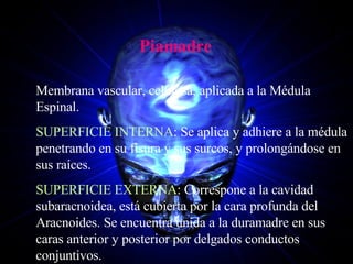 Piamadre Membrana vascular, celulosa, aplicada a la Médula Espinal. SUPERFICIE INTERNA : Se aplica y adhiere a la médula penetrando en su fisura y sus surcos, y prolongándose en sus raíces. SUPERFICIE EXTERNA : Correspone a la cavidad subaracnoidea, está cubierta por la cara profunda del Aracnoides. Se encuentra unida a la duramadre en sus caras anterior y posterior por delgados conductos conjuntivos. 