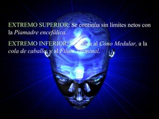 EXTREMO SUPERIOR : Se continúa sin límites netos con la  Piamadre encefálica. EXTREMO INFERIOR : Se aplica al  Cono Medular,  a la  cola de caballo,  y al  Filum Terminal. 