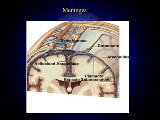 Meninges 