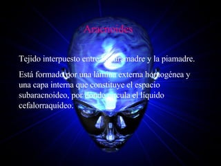 Aracnoides Tejido interpuesto entre la duramadre y la piamadre. Está formado por una lámina externa homogénea y una capa interna que constituye el espacio subaracnoideo, por donde circula el líquido cefalorraquídeo. 