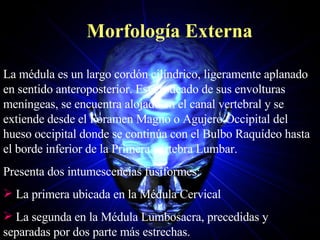 Morfología Externa La médula es un largo cordón cilíndrico, ligeramente aplanado en sentido anteroposterior. Está rodeado de sus envolturas meníngeas, se encuentra alojado en el canal vertebral y se extiende desde el Foramen Magno o Agujero Occipital del hueso occipital donde se continúa con el Bulbo Raquídeo hasta el borde inferior de la Primera vértebra Lumbar. Presenta dos intumescencias fusiformes: La primera ubicada en la Médula Cervical La segunda en la Médula Lumbosacra, precedidas y separadas por dos parte más estrechas. 