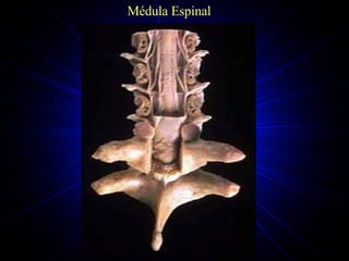 Médula Espinal 