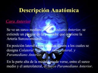 Descripción Anatómica Cara Anterior Se ve un surco mediano  Surco Mediano Anterior,  se extiende un pliegue de la piamadre que contiene la Arteria Surcocomisural. En posición lateral a éste hay dos surcos a los cuales se designa  Colateral Anterior o Anterolateral, y Paramediano Anterior. En la parte alta de la médula puede verse, entre el surco medio y el anterolateral, el  Surco Paramediano Anterior. 