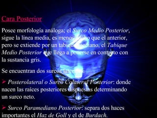 Cara Posterior Posee morfología análoga; el  Surco Medio Posterior , sigue la línea media, es menos ancho que el anterior, pero se extiende por un tabique mediano, el  Tabique Medio Posterior  que llega a ponerse en contacto con la sustancia gris. Se encuentran dos surcos laterales: Posterolateral o Surco Colateral Posterior : donde nacen las raíces posteriores dispuestas determinando un surco neto. Surco Paramediano Posterior : separa dos haces importantes el  Haz de Goll  y el de  Burdach. 