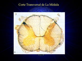 Corte Transversal de La Médula 