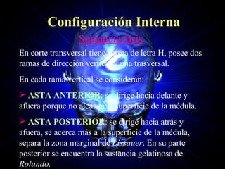 Configuración Interna Sustancia Gris En corte transversal tiene forma de letra H, posee dos ramas de dirección vertical y una trasversal. En cada rama vertical se consideran: ASTA ANTERIOR : se dirige hacia delante y afuera porque no alcanza la superficie de la médula. ASTA POSTERIOR : se dirige hacia atrás y afuera, se acerca más a la superficie de la médula, separa la zona marginal de  Lissauer . En su parte posterior se encuentra la sustancia gelatinosa de  Rolando. 
