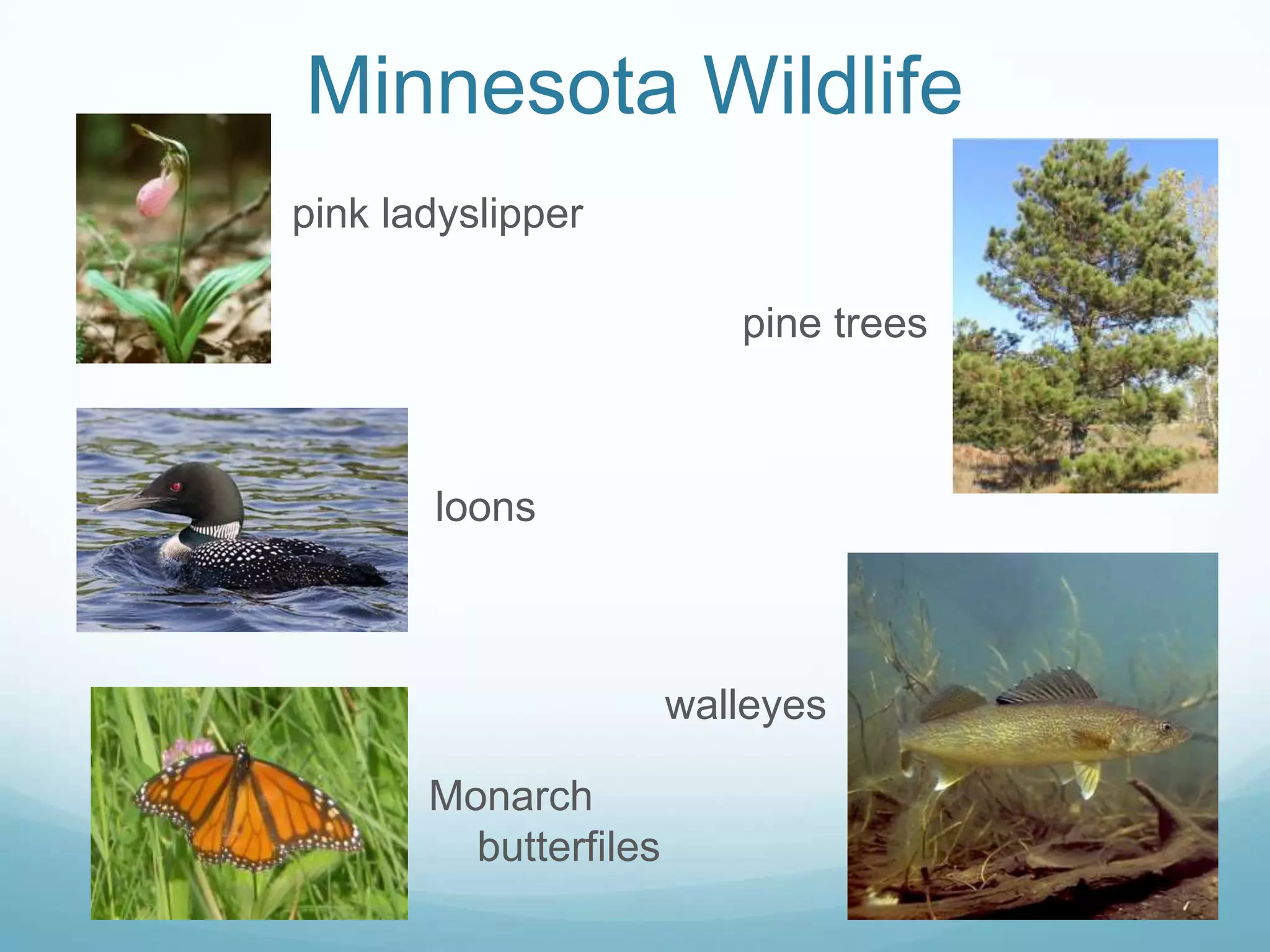 Minnesota Wildlifepink ladyslipperpine treesloonswalleyesMonarch butterfiles
