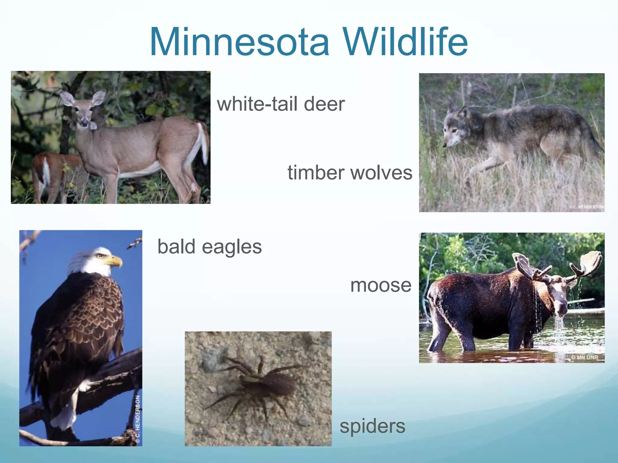 Minnesota Wildlifewhite-tail deertimber wolvesbald eaglesmoosespiders