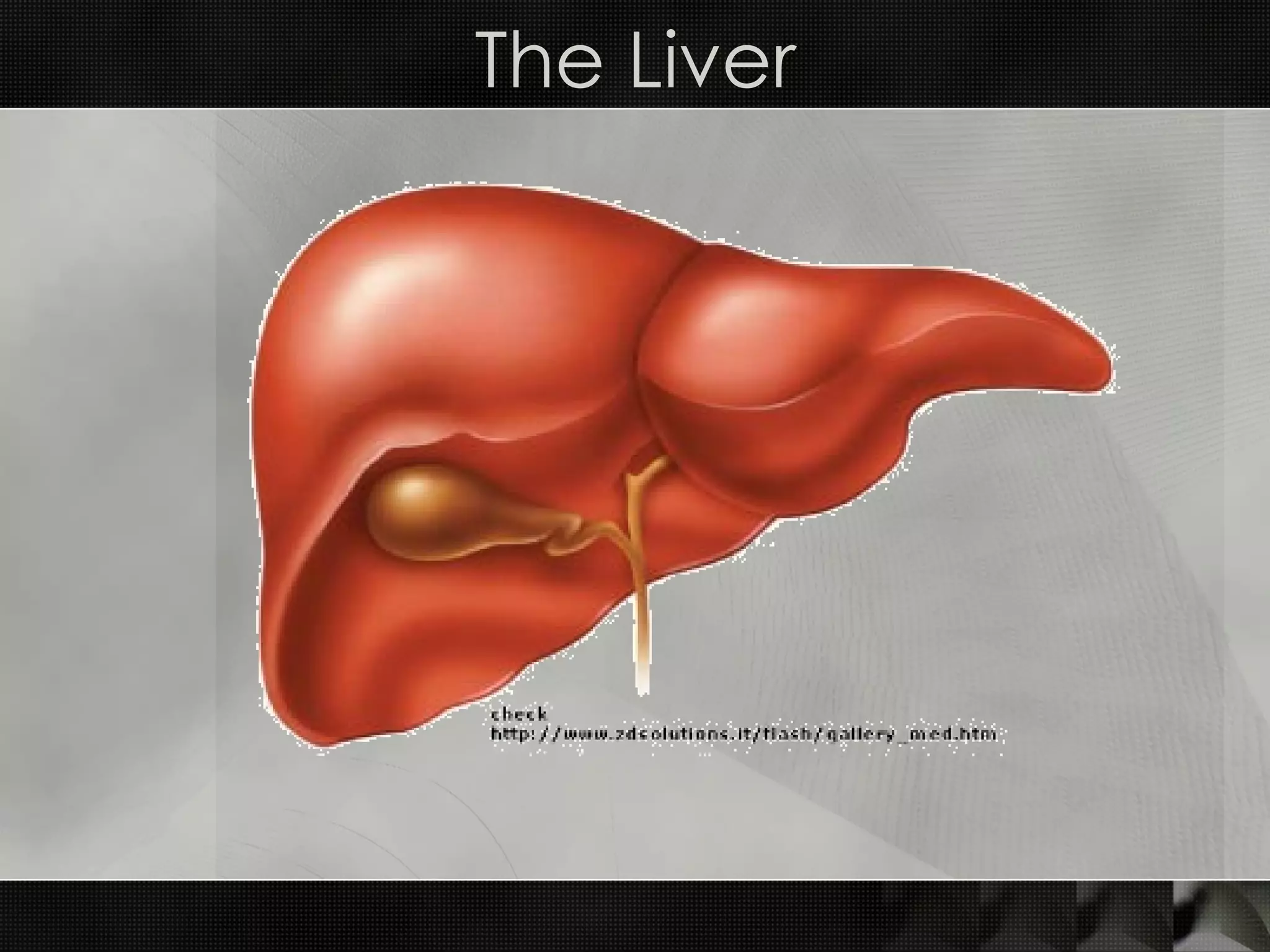 The Liver 