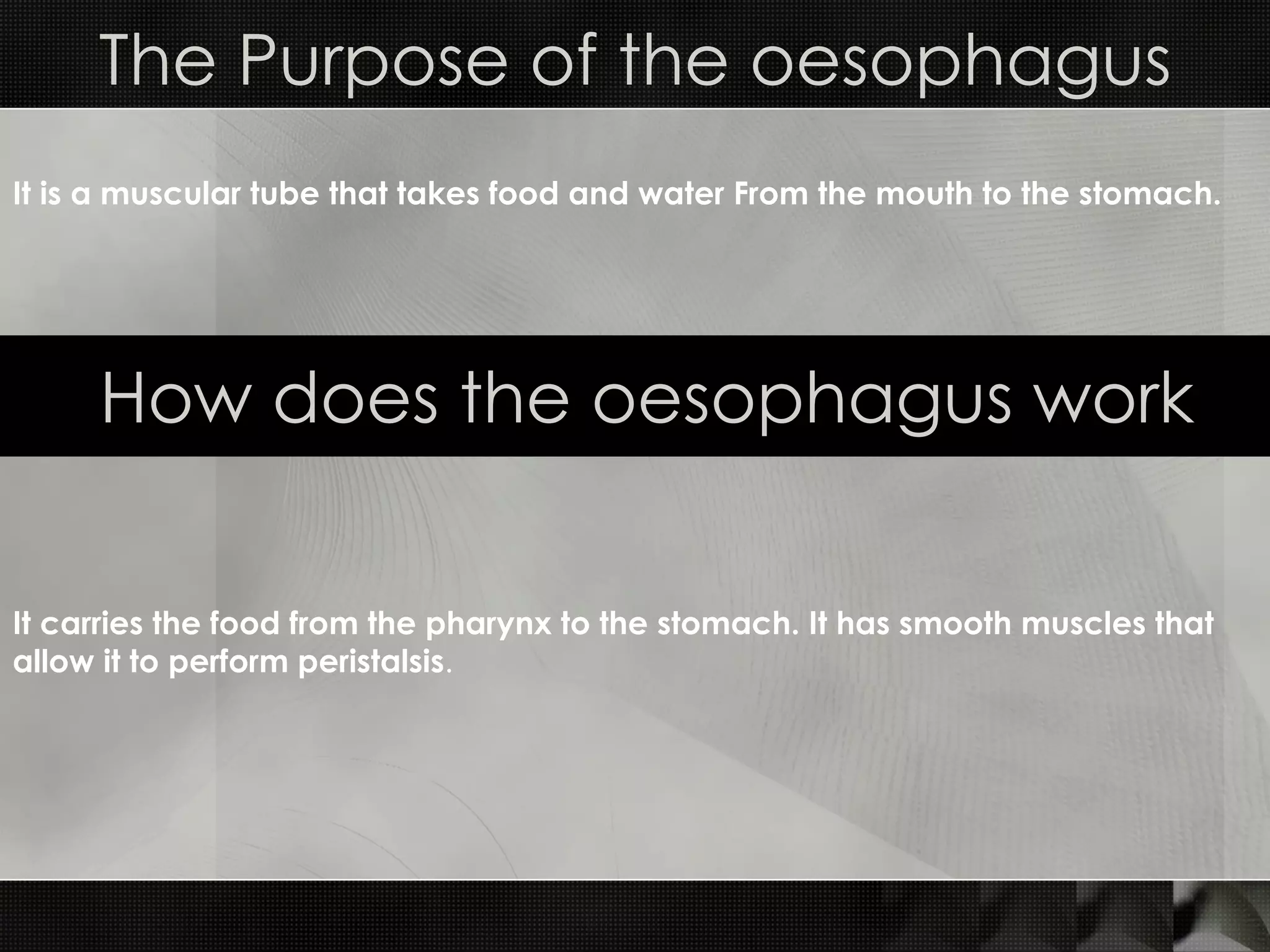 The Purpose of the oesophagus How does the oesophagus work It is a muscular tube that takes food and water From the mouth to the stomach.   It carries the food from the pharynx to the stomach. It has smooth muscles that allow it to perform peristalsis . 