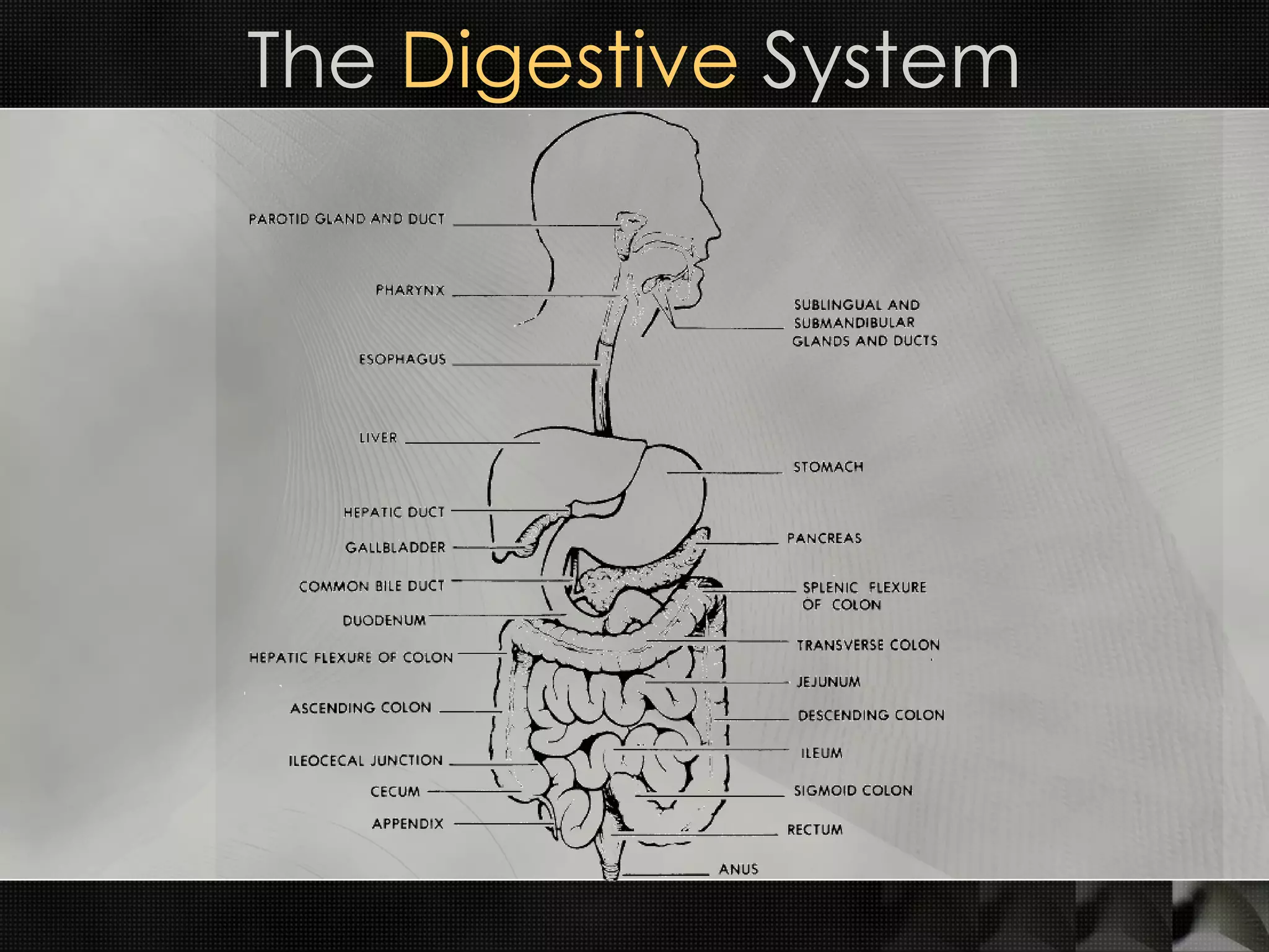 The  Digestive  System 