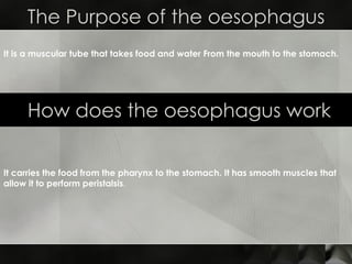 The Purpose of the oesophagus How does the oesophagus work It is a muscular tube that takes food and water From the mouth to the stomach.   It carries the food from the pharynx to the stomach. It has smooth muscles that allow it to perform peristalsis . 