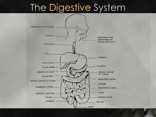 The  Digestive  System 