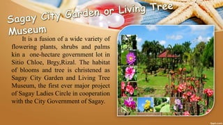 It is a fusion of a wide variety of
flowering plants, shrubs and palms
kin a one-hectare government lot in
Sitio Chloe, Brgy,Rizal. The habitat
of blooms and tree is christened as
Sagay City Garden and Living Tree
Museum, the first ever major project
of Sagay Ladies Circle in cooperation
with the City Government of Sagay.
 