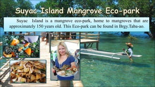 Suyac Island is a mangrove eco-park, home to mangroves that are
approximately 150 years old. This Eco-park can be found in Brgy.Taba-ao.
 