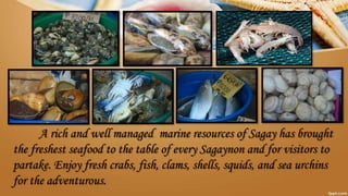 A rich and well managed marine resources of Sagay has brought
the freshest seafood to the table of every Sagaynon and for visitors to
partake. Enjoy fresh crabs, fish, clams, shells, squids, and sea urchins
for the adventurous.
 