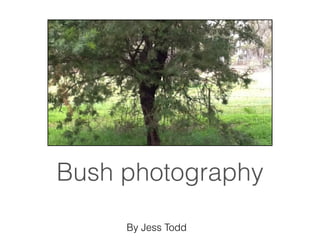 Bush photography

     By Jess Todd
 