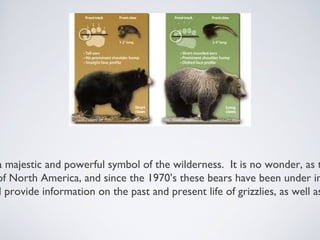 a majestic and powerful symbol of the wilderness. It is no wonder, as t
of North America, and since the 1970’s these bears have been under in
l provide information on the past and present life of grizzlies, as well as

 