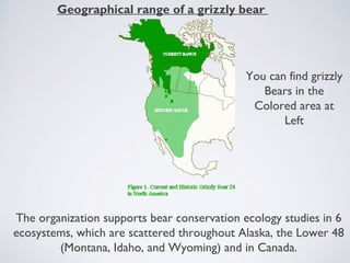 Geographical range of a grizzly bear

You can find grizzly
Bears in the
Colored area at
Left

The organization supports bear conservation ecology studies in 6
ecosystems, which are scattered throughout Alaska, the Lower 48
(Montana, Idaho, and Wyoming) and in Canada.

 