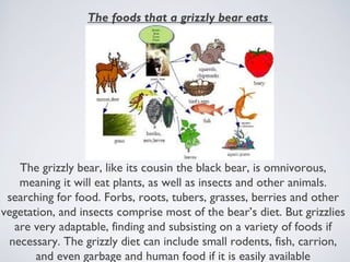 The foods that a grizzly bear eats

The grizzly bear, like its cousin the black bear, is omnivorous,
meaning it will eat plants, as well as insects and other animals.
searching for food. Forbs, roots, tubers, grasses, berries and other
vegetation, and insects comprise most of the bear’s diet. But grizzlies
are very adaptable, finding and subsisting on a variety of foods if
necessary. The grizzly diet can include small rodents, fish, carrion,
and even garbage and human food if it is easily available

 