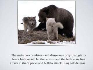 The main two predators and dangerous prey that grizzly
bears have would be the wolves and the buffalo wolves
attack in there packs and buffalo attack using self defense.

 