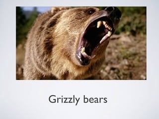 Grizzly bears

 