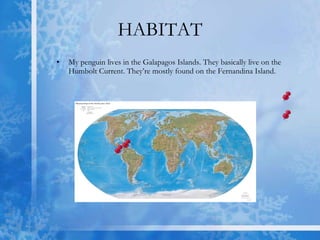 HABITAT My penguin lives in the Galapagos Islands. They basically live on the Humbolt Current. They’re mostly found on the Fernandina Island.