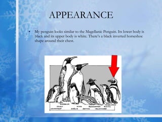 APPEARANCE My penguin looks similar to the Magellanic Penguin. Its lower body is black and its upper body is white. There’s a black inverted horseshoe shape around their chest.  