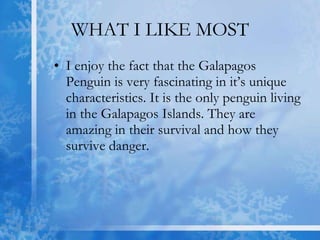 WHAT I LIKE MOST I enjoy the fact that the Galapagos Penguin is very fascinating in it’s unique characteristics. It is the only penguin living in the Galapagos Islands. They are amazing in their survival and how they survive danger.  