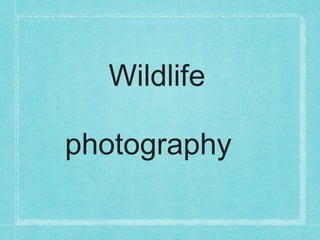 Wildlife

photography
 