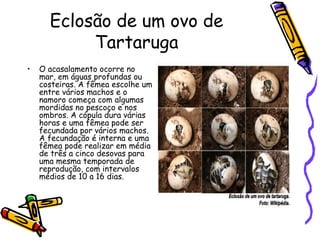 Eclosão de um ovo de
Tartaruga
•

O acasalamento ocorre no
mar, em águas profundas ou
costeiras. A fêmea escolhe um
entre vários machos e o
namoro começa com algumas
mordidas no pescoço e nos
ombros. A cópula dura várias
horas e uma fêmea pode ser
fecundada por vários machos.
A fecundação é interna e uma
fêmea pode realizar em média
de três a cinco desovas para
uma mesma temporada de
reprodução, com intervalos
médios de 10 a 16 dias.

 