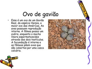 Ovo de gavião
• Esse é um ovo de um Gavião
Real, da espécie Harpia, a
maior ave das Américas, As
aves possuem reprodução
interna. A fêmea possui um
ovário, enquanto o macho
libera espermatozoides
através dos dois testículos.
A fecundação é interna e
as fêmeas põem ovos que
são cobertos por uma casca
calcária.

 