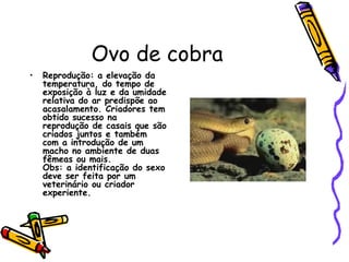 Ovo de cobra
•

Reprodução: a elevação da
temperatura, do tempo de
exposição à luz e da umidade
relativa do ar predispõe ao
acasalamento. Criadores tem
obtido sucesso na
reprodução de casais que são
criados juntos e também
com a introdução de um
macho no ambiente de duas
fêmeas ou mais.
Obs: a identificação do sexo
deve ser feita por um
veterinário ou criador
experiente.

 