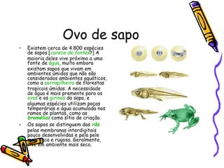 Ovo de sapo
•

•

Existem cerca de 4.800 espécies
de sapos.[carece de fontes?] A
maioria deles vive próximo a uma
fonte de água, muito embora
existam sapos que vivam em
ambientes úmidos que não são
considerados ambientes aquáticos,
como a serrapilheira de florestas
tropicais úmidas. A necessidade
de água é mais premente para os
ovos e os girinos do sapo, e
algumas espécies utilizam poças
temporárias e água acumulada nos
ramos de plantas, como as
bromélias como sítio de criação.
Os sapos se distinguem das rãs
pelas membranas interdigitais
pouco desenvolvidas e pela pele
mais seca e rugosa. Geralmente,
vive em ambiente mais seco.

 