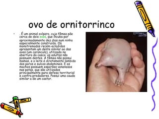 ovo de ornitorrinco
•

. É um animal ovíparo, cuja fêmea põe
cerca de dois ovos, que incuba por
aproximadamente dez dias num ninho
especialmente construído. Os
monotremados recém-eclodidos
apresentam um dente similar ao das
aves (um carúnculo), utilizado na
abertura da casca; os adultos não
possuem dentes. A fêmea não possui
mamas, e o leite é diretamente lambido
dos poros e sulcos abdominais. E os
machos possuem esporões venenosos
nas patas, que são utilizados
principalmente para defesa territorial
e contra predadores. Possui uma cauda
similar a de um castor.

 